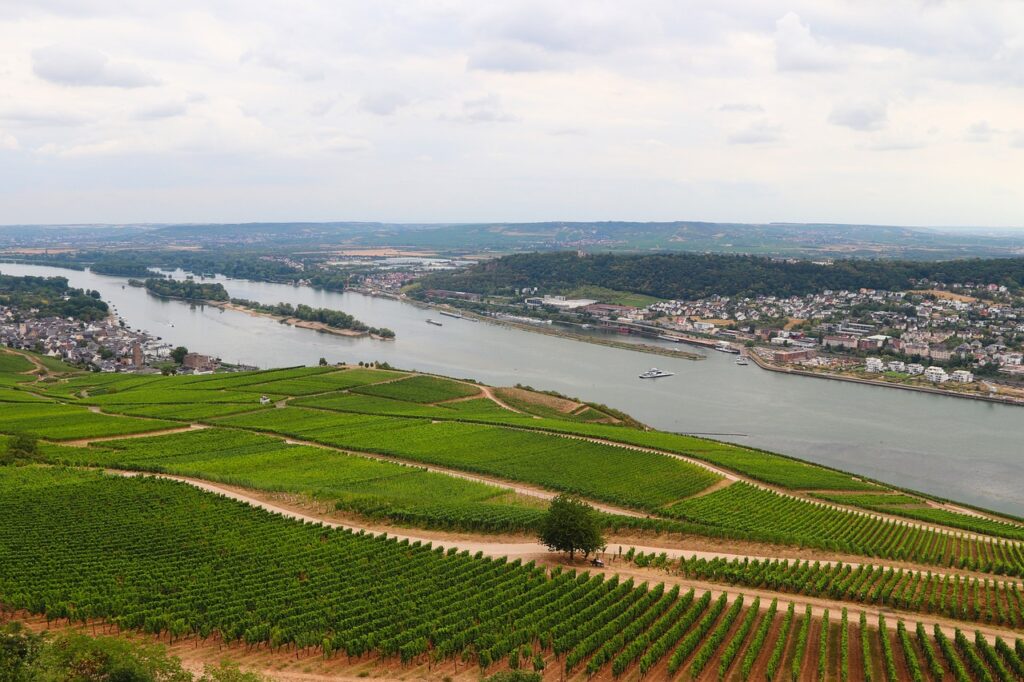 river, vineyards, rhine, rüdesheim, rheingau, landscape, germany, winegrowing, wine, view, rüdesheim, rüdesheim, rüdesheim, rüdesheim, rüdesheim, rheingau, rheingau, rheingau, wine, wine